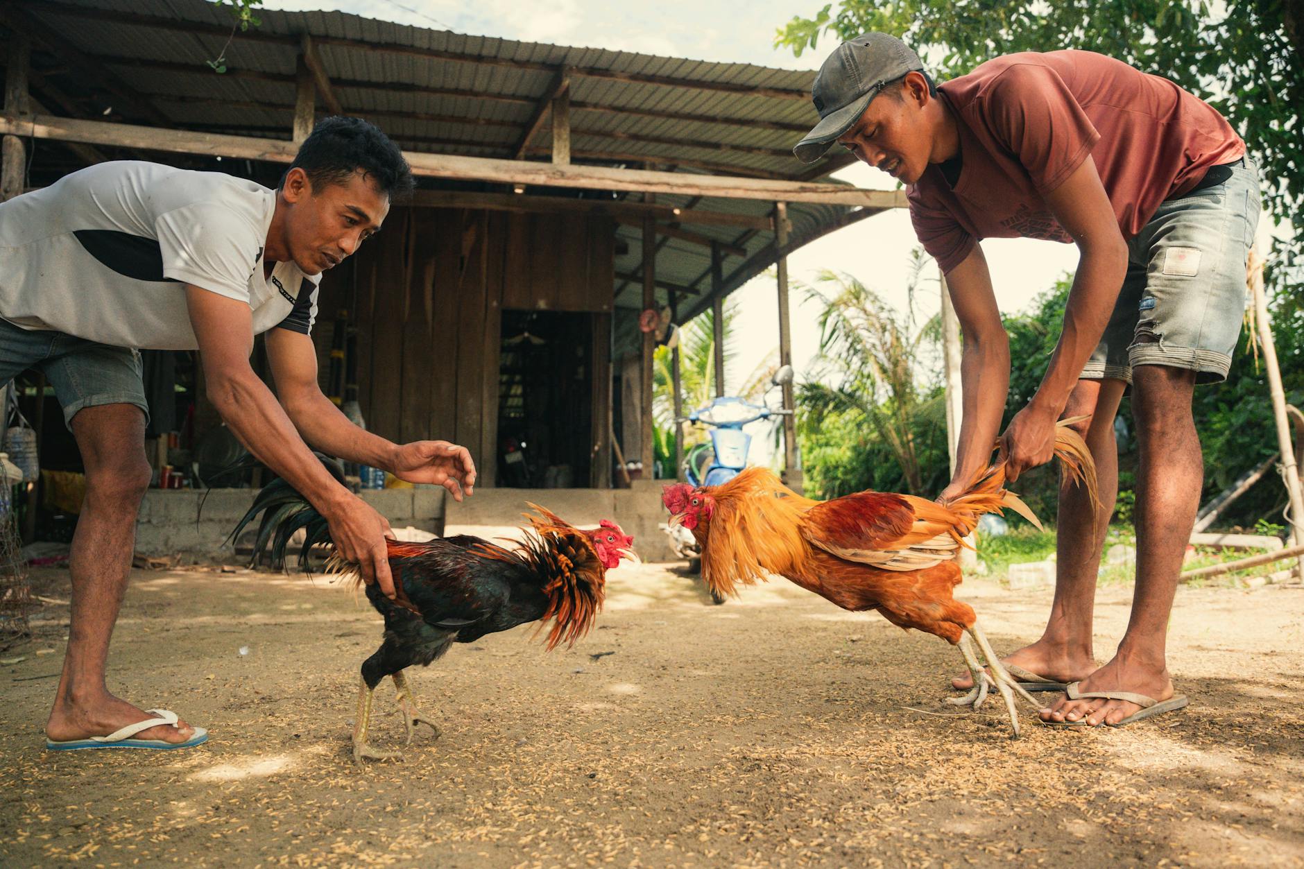 Người chơi theo dõi biến động kèo đá gà trên thiết bị di động